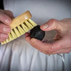Mani che lavano un tartufo con una spazzola sotto un filo d'acqua. Ecco come pulire il tartufo per esaltarne il profumo.