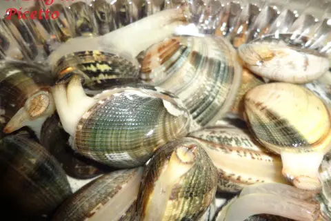 Vongole vive in acqua, pronte per imparare come spurgare le vongole e liberarle dalla sabbia.
