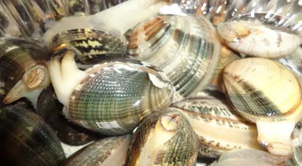 Vongole vive in acqua, pronte per imparare come spurgare le vongole e liberarle dalla sabbia.