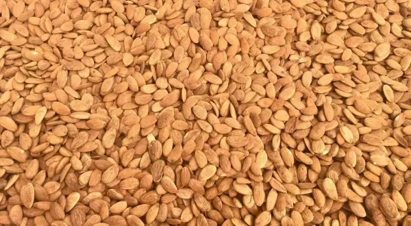 Un mare di mandorle tostate, pronte per uno snack croccante e saporito.