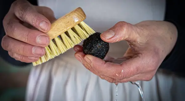 Mani che lavano un tartufo con una spazzola sotto un filo d'acqua. Ecco come pulire il tartufo per esaltarne il profumo.