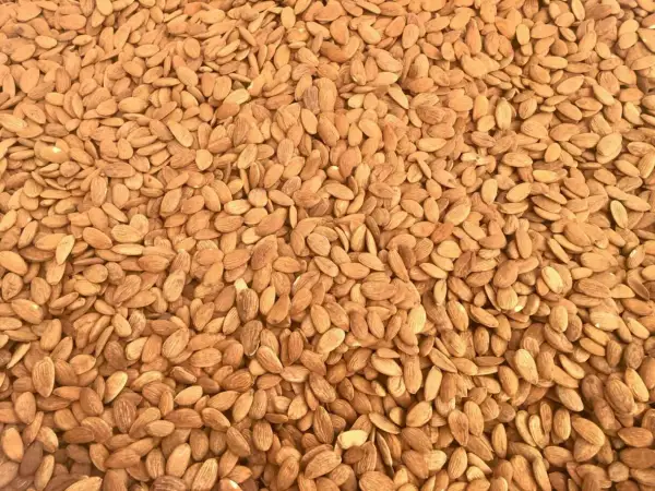 Un mare di mandorle tostate, pronte per uno snack croccante e saporito.