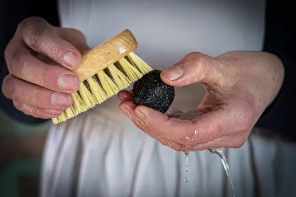 Mani che lavano un tartufo con una spazzola sotto un filo d'acqua. Ecco come pulire il tartufo per esaltarne il profumo.